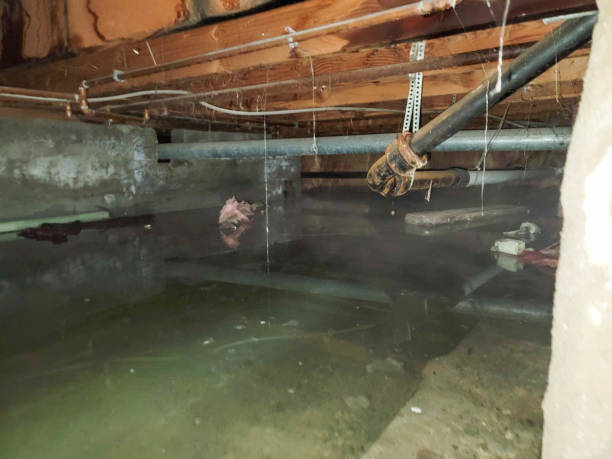 Best Professional water damage repair  in , MD